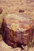 PICTURES/Petrified Forest National Park/t_Petrified Forest2.jpg
